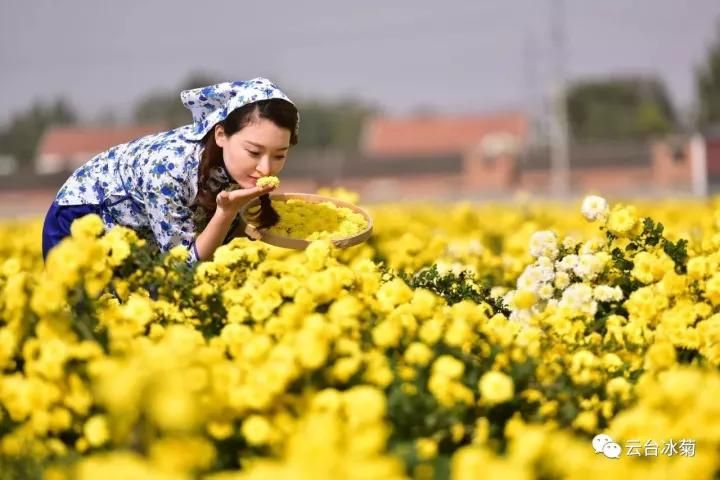 云臺冰菊基地發(fā)生了什么？一批批領導專家團隊前來！